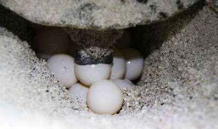 لاک پشت های دریایی کیش لاک پشت های دریایی کیش